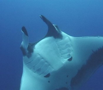 best scuba diving costa rica