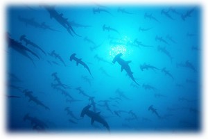 Hammerhead sharks in Cocos Island, Costa Rica with Bill Beard's
