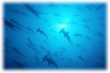 Hammerhead sharks in Cocos Island, Costa Rica with Bill Beard's