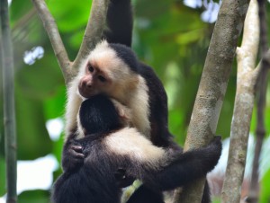 White Faced Monkeys Costa Rica