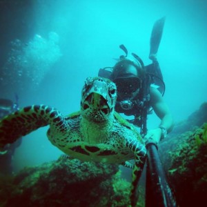 Turtle Scuba Diving Costa Rica