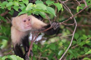 White faced monkey in Costa Rica