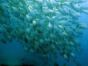 Schooling fish on every dive sith in Costa Rica with Bill Beard's