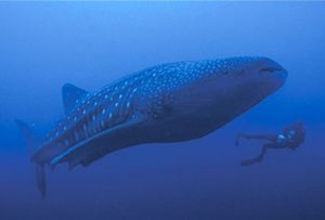 Whale shark in Costa Rica with Bill Beard's