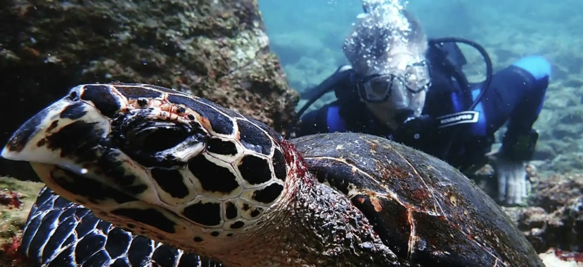 Get ready to see sea turtles and tropical fish during your first dive!