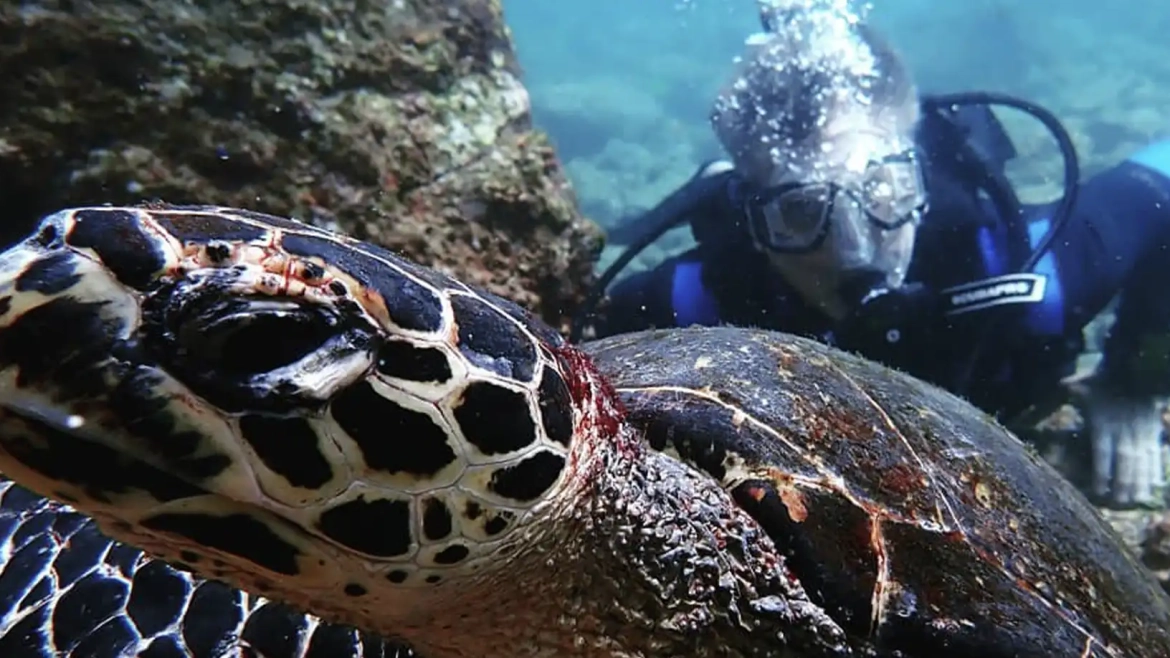 Discover What Makes Tamarindo Perfect for Your Next Dive