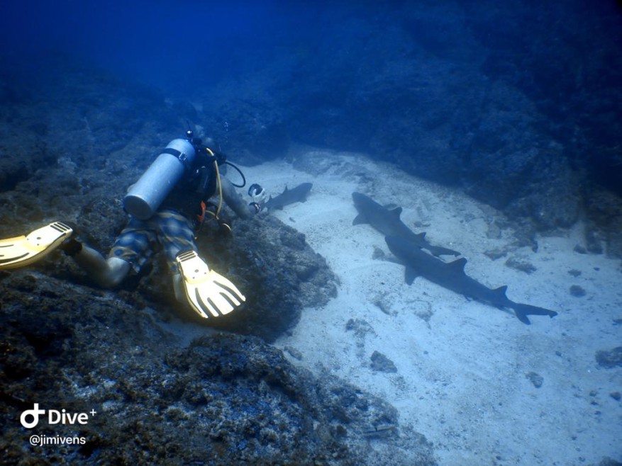 Are you thinking about your next destination to go scuba diving? Playa Hermosa, Costa Rica, is the perfect place!