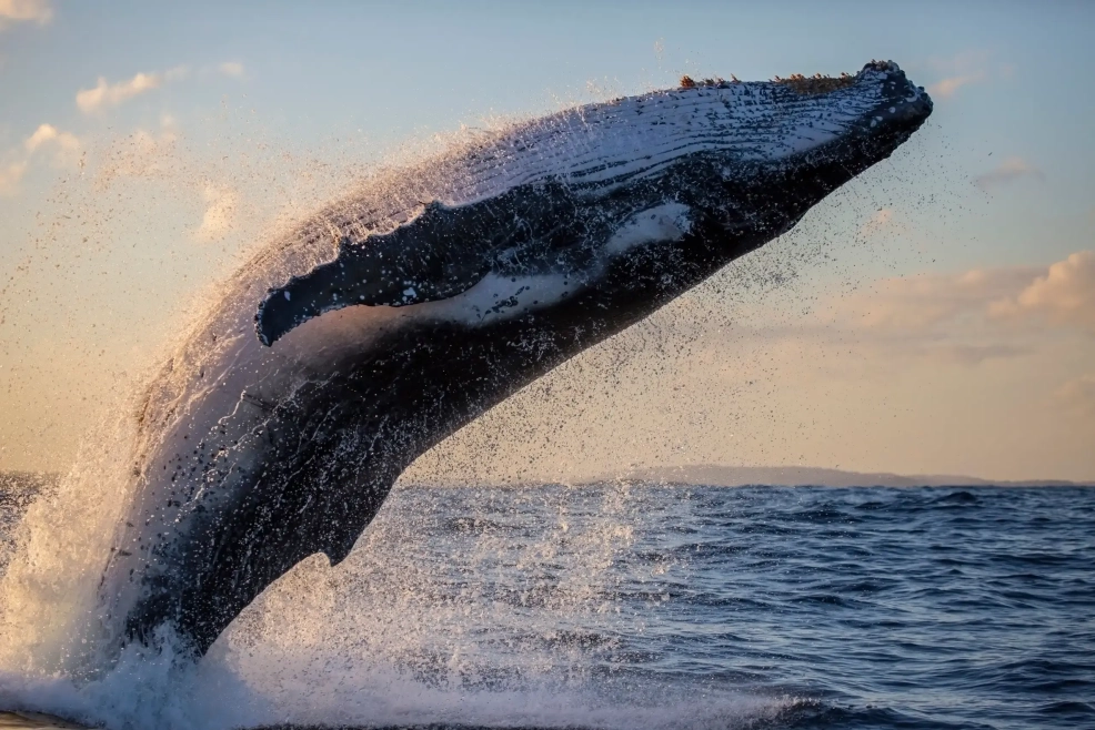 Catch whales, dolphins, and sharks during your dive boat ride to Catalina Islands