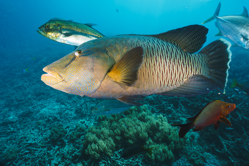 The underwater landscape at Cocos Island is home to colorful fish species like jacks and snappers.