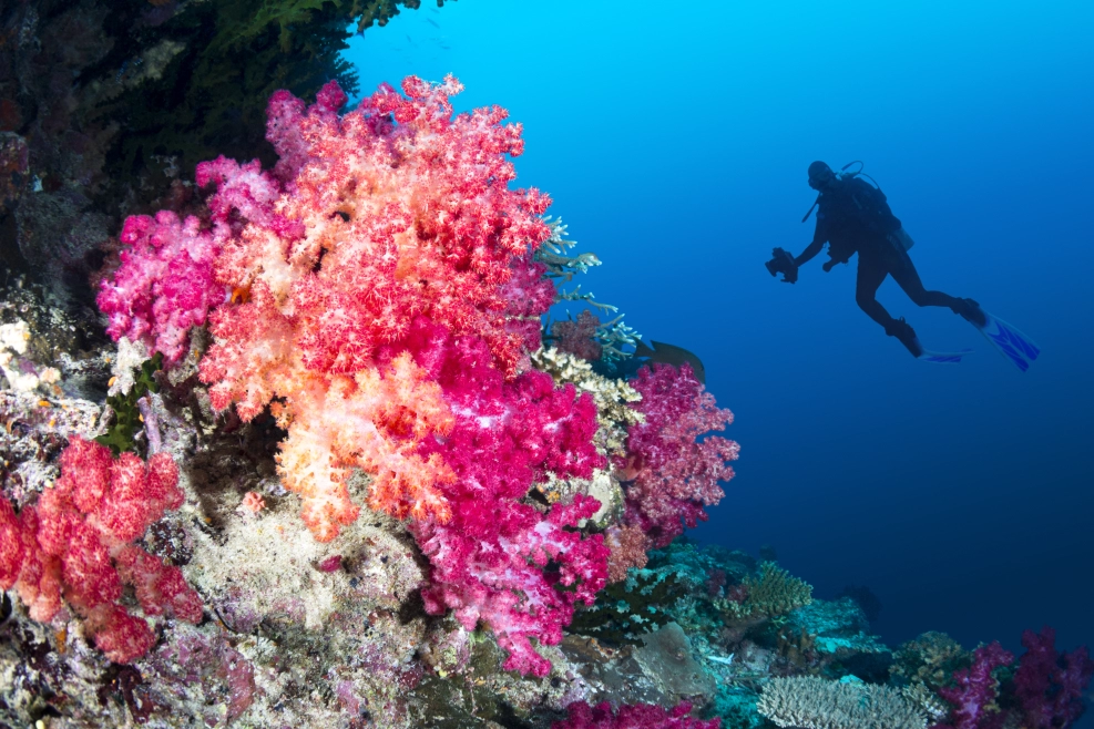 Dive in Isla del Caño to witness diverse coral reefs and rocky formations.