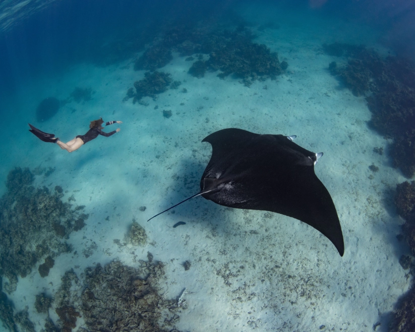 The underwater landscape of Catalina Island allows you to see giant manta rays!
