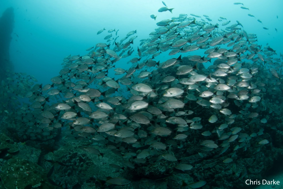 Discover the undersea world with Bill Beard's Costa Rica!