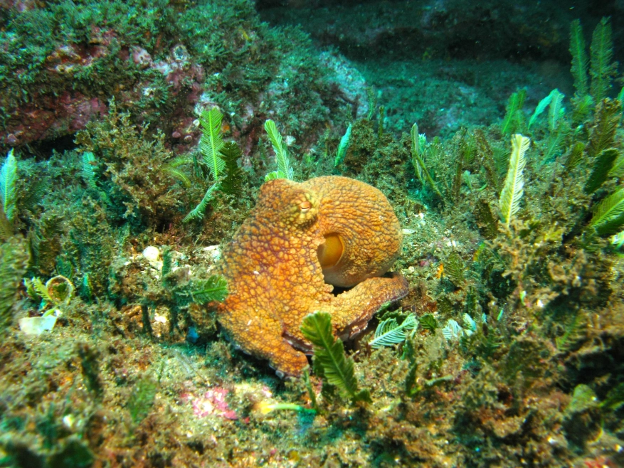 Escorpiones, in the Gulf of Papagayo, provides exciting dives with lots of marine animals to see.