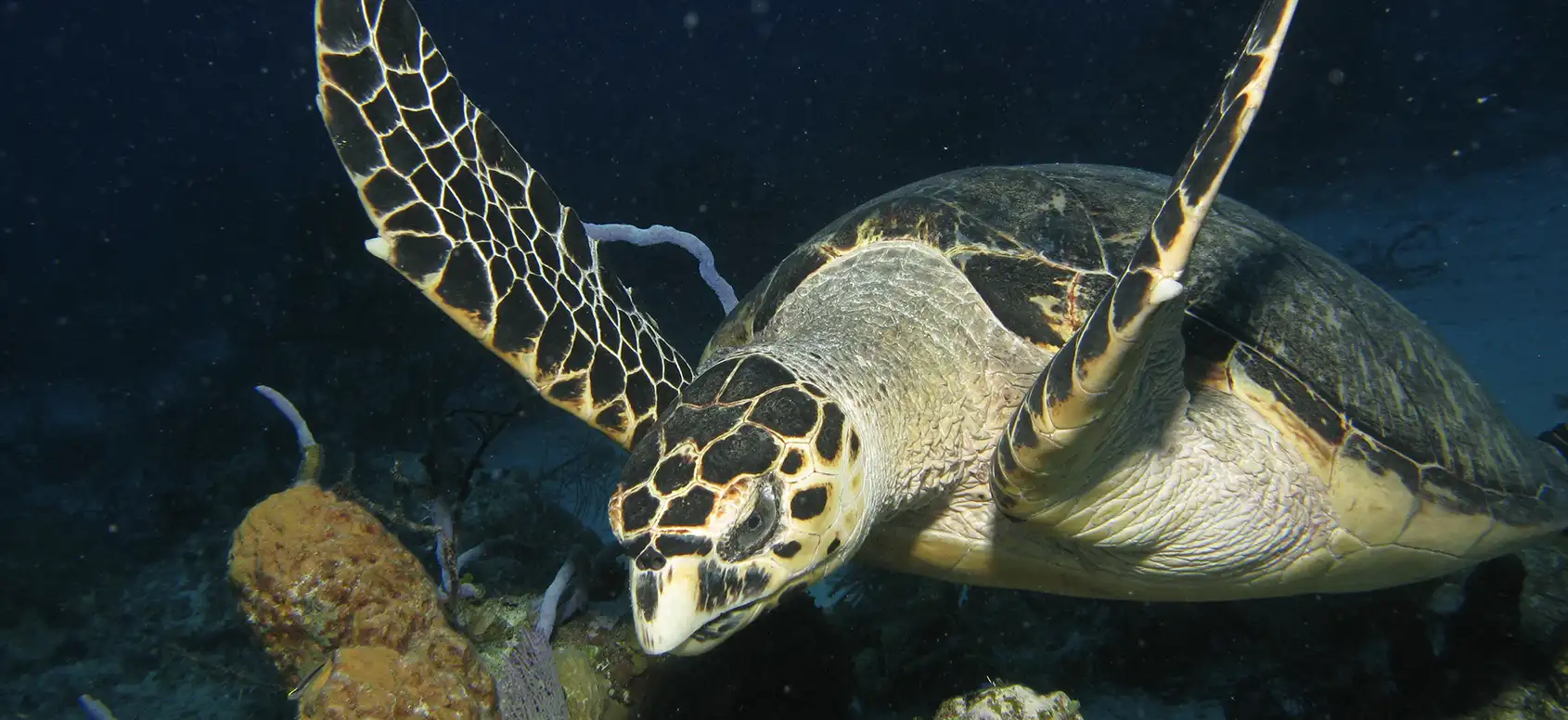 Book the best dive package at the Bat Islands, located in Santa Rosa National Park!