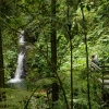 Monteverde Cloud Forest Reserve Hike