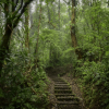 Monteverde Cloud Forest Reserve Hike