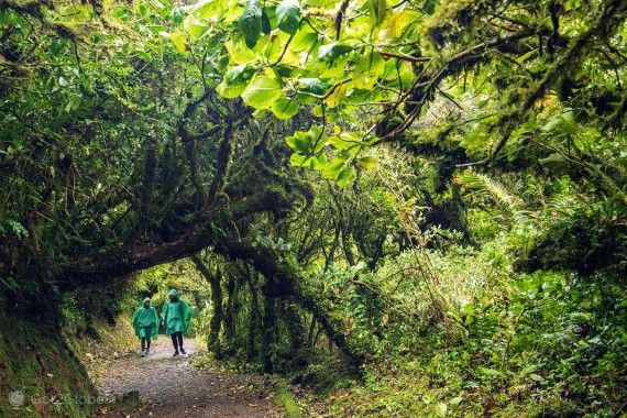 Monteverde Cloud Forest Reserve Hike