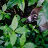 Monteverde Cloud Forest Reserve Hike