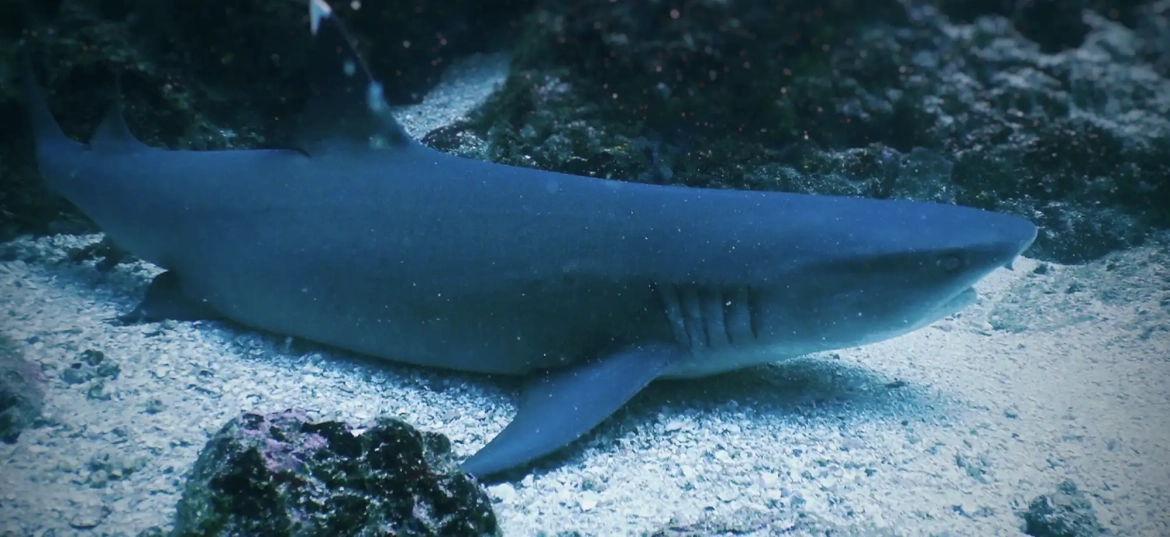 Dive sites near Tamarindo require a diving certification course!