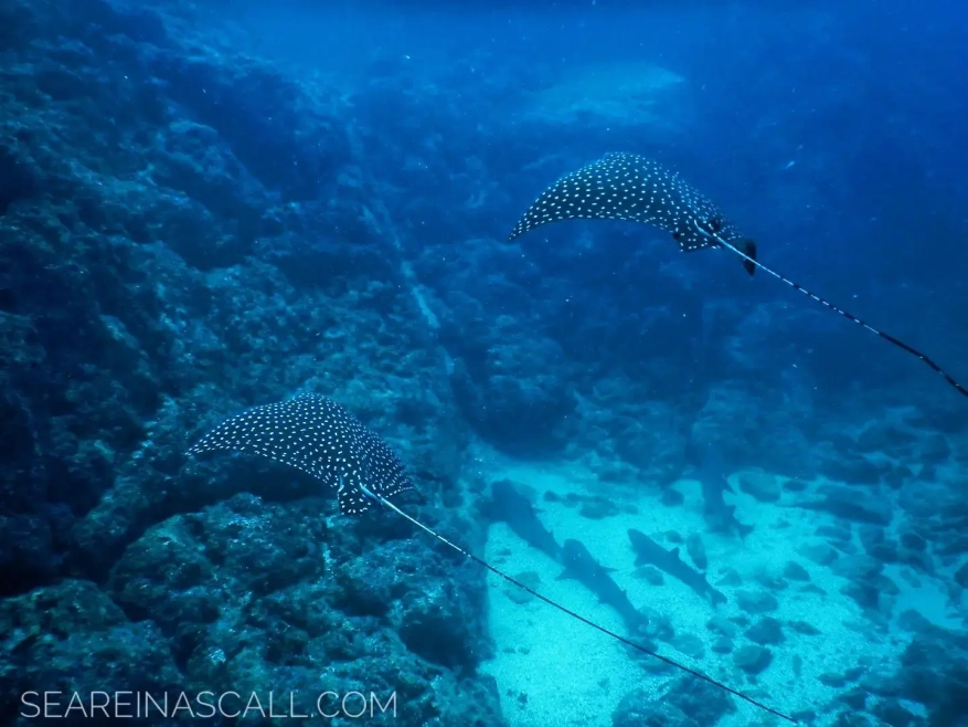 Punta Argentina allows you to enjoy abundant coral schools and encountering occasional rays and sharks.