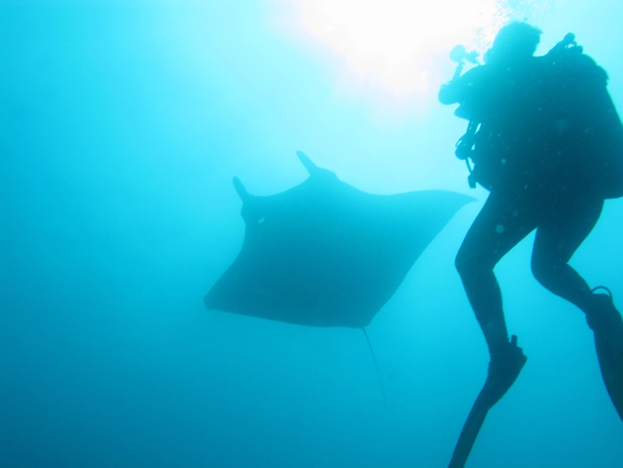 Spot manta rays on the Pacific Ocean of Costa Rica!
