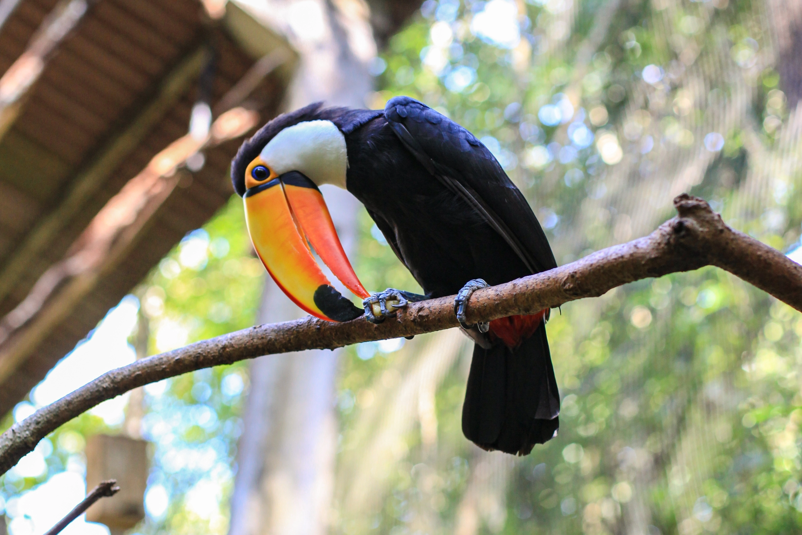 The Toucan Rescue Ranch Bill Beard Costa Rica 6122