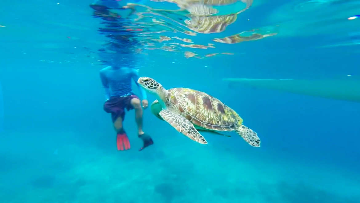 Amazing marine life awaits you at Tortuga Island!