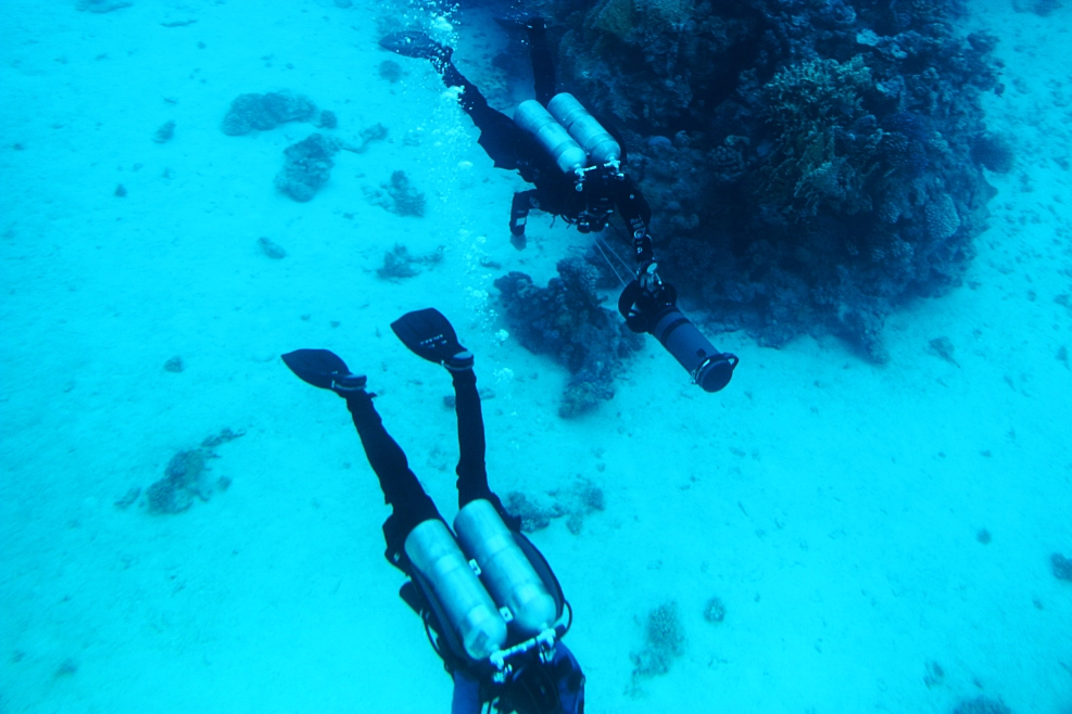 Dive in the Gulf of Papagayo and spot white tipped reef sharks.