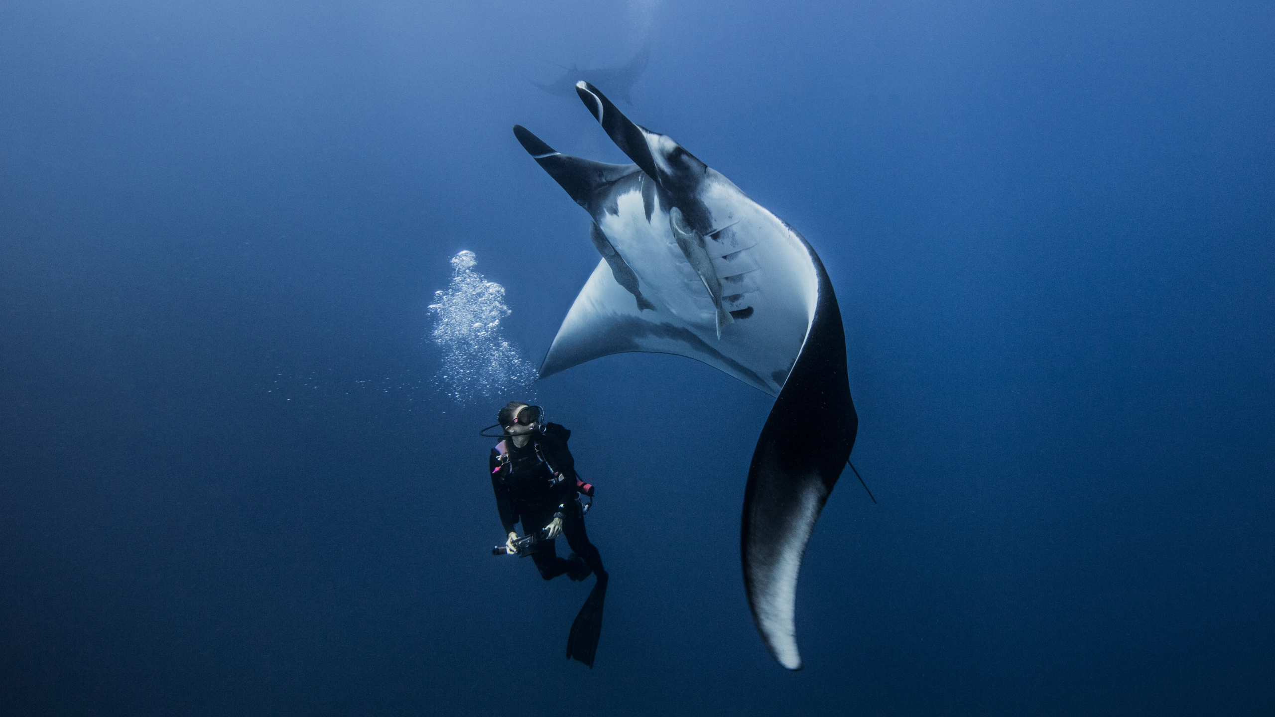 big scare dive costa rica - Bill Beard Costa Rica