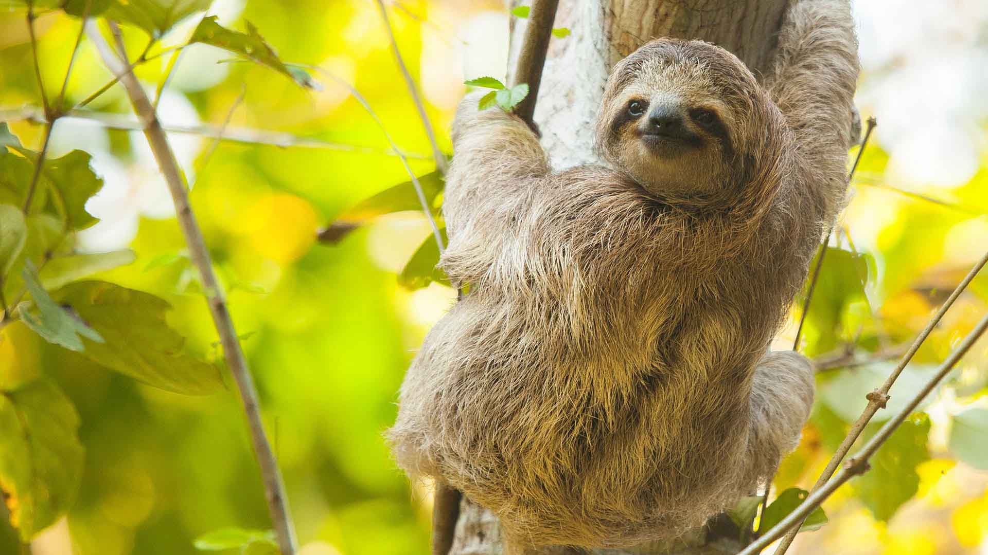 Costa Rica Sloth Complete Guide On How And Where To See Sloths In Costa Rica The Sloth