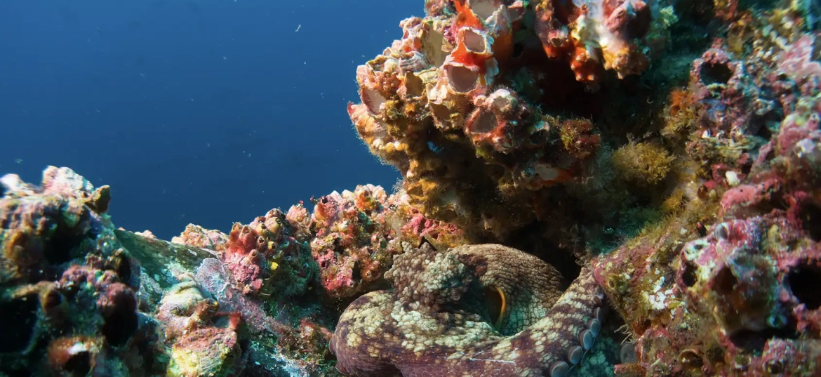 Catalina Islands offer abundant marine life and excellent visibility.