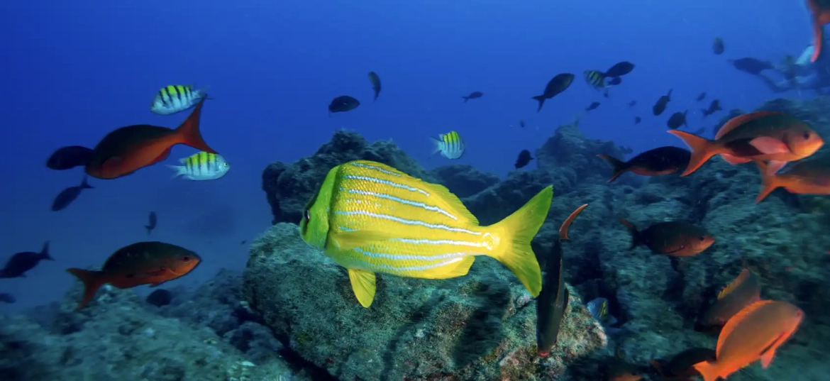 Catalina Grande invites you to immerse yourself in its rich marine life!
