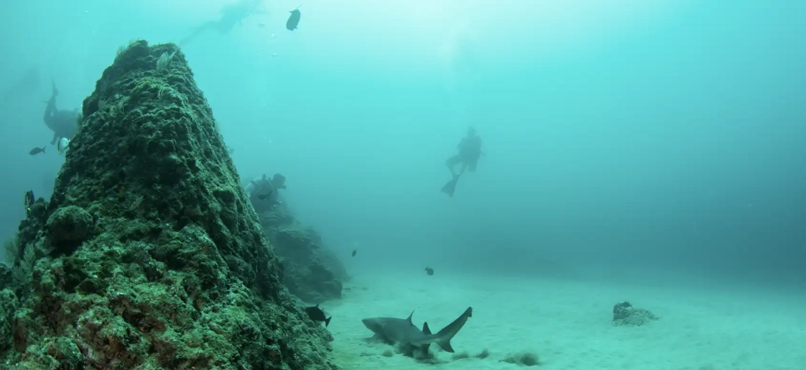 Experience the excitement of diving at the Bat Islands!