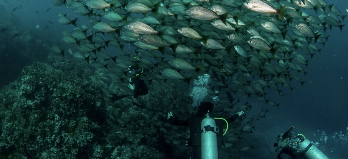 Get up close with the amazing sea life in Tamarindo.