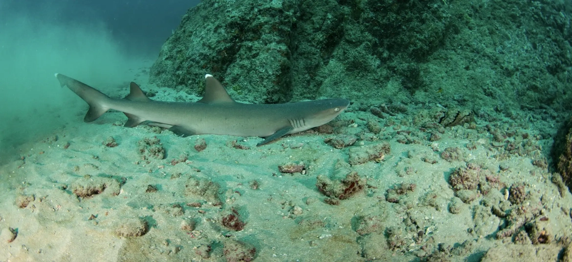 Explore Tamarindo's most iconic dive spots!