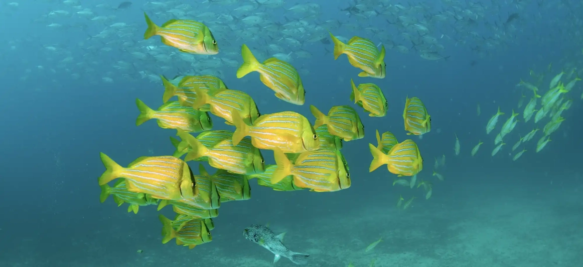 Are you an advanced diver? Go to The Bat Islands, located in Santa Rosa National Park!