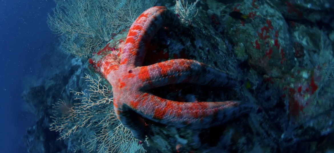 Tamarindo provides good diving all year round!