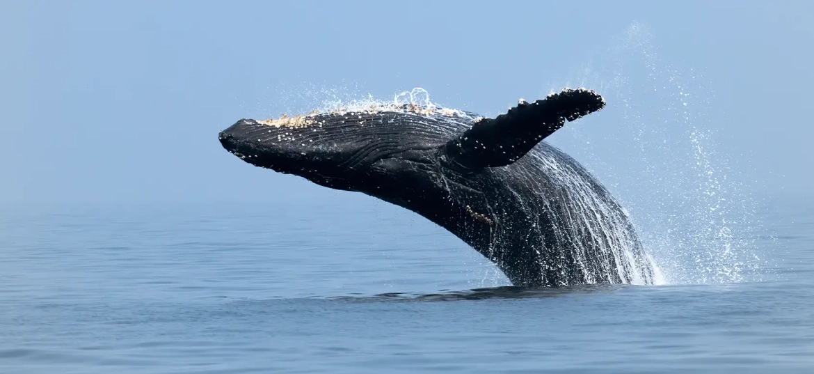 See seasonal humpback whales in Catalina Islands!

