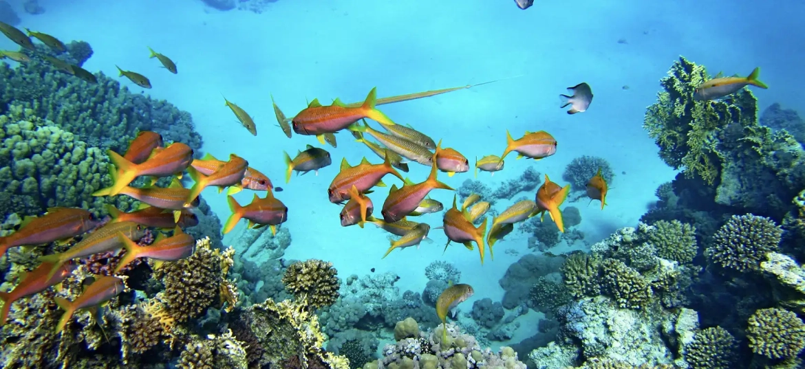 Explore the diverse underwater landscapes of Playa Hermosa!