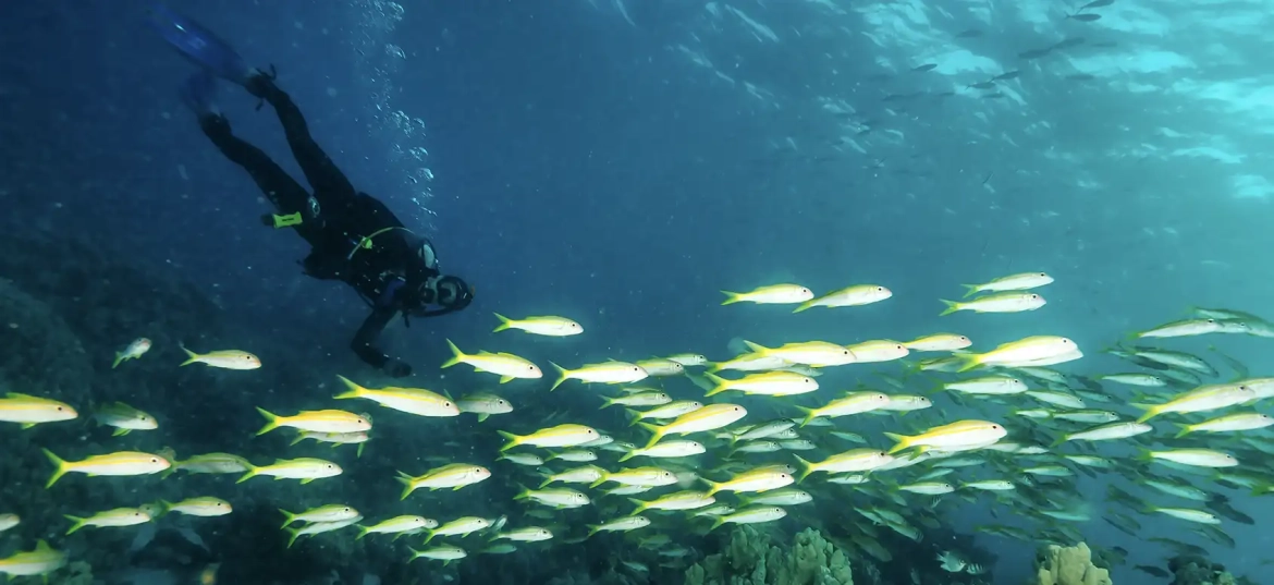 Costa Rica's dive sites offer stunning underwater landscapes.