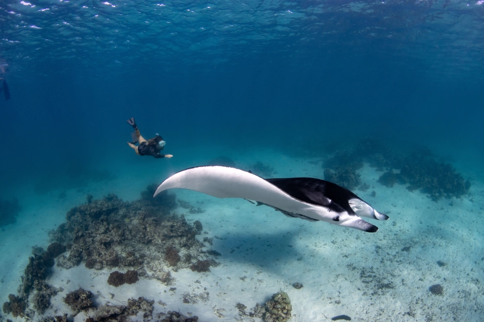 Spot giant mantas in some of the Catalina Islands' dive sites!