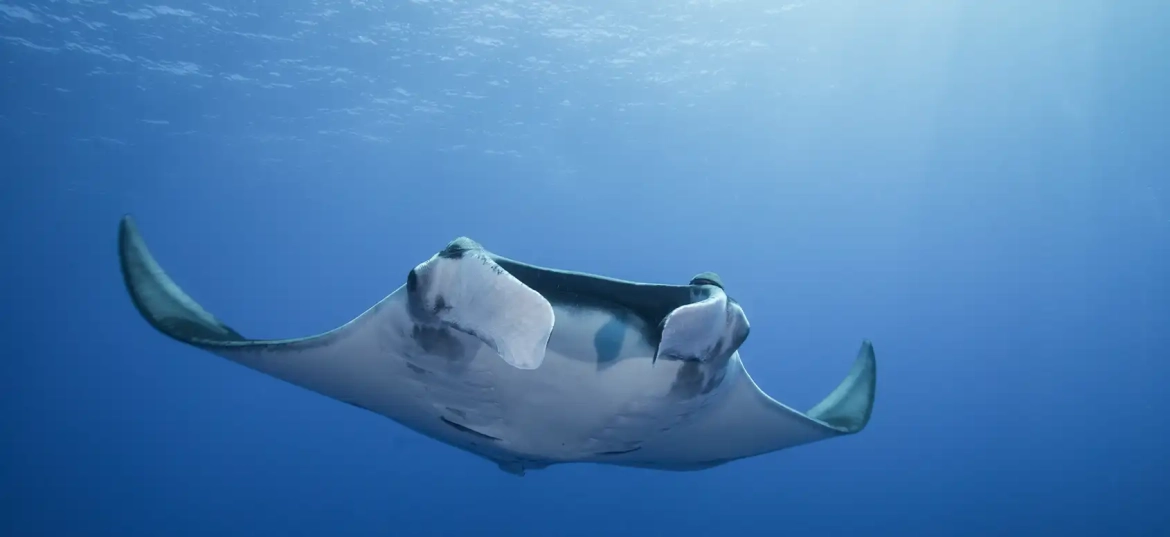 Find Giant Pacific Mantas in Guanacaste!