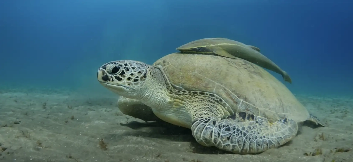 Witness the beautiful turtles that call the Bat Islands home.