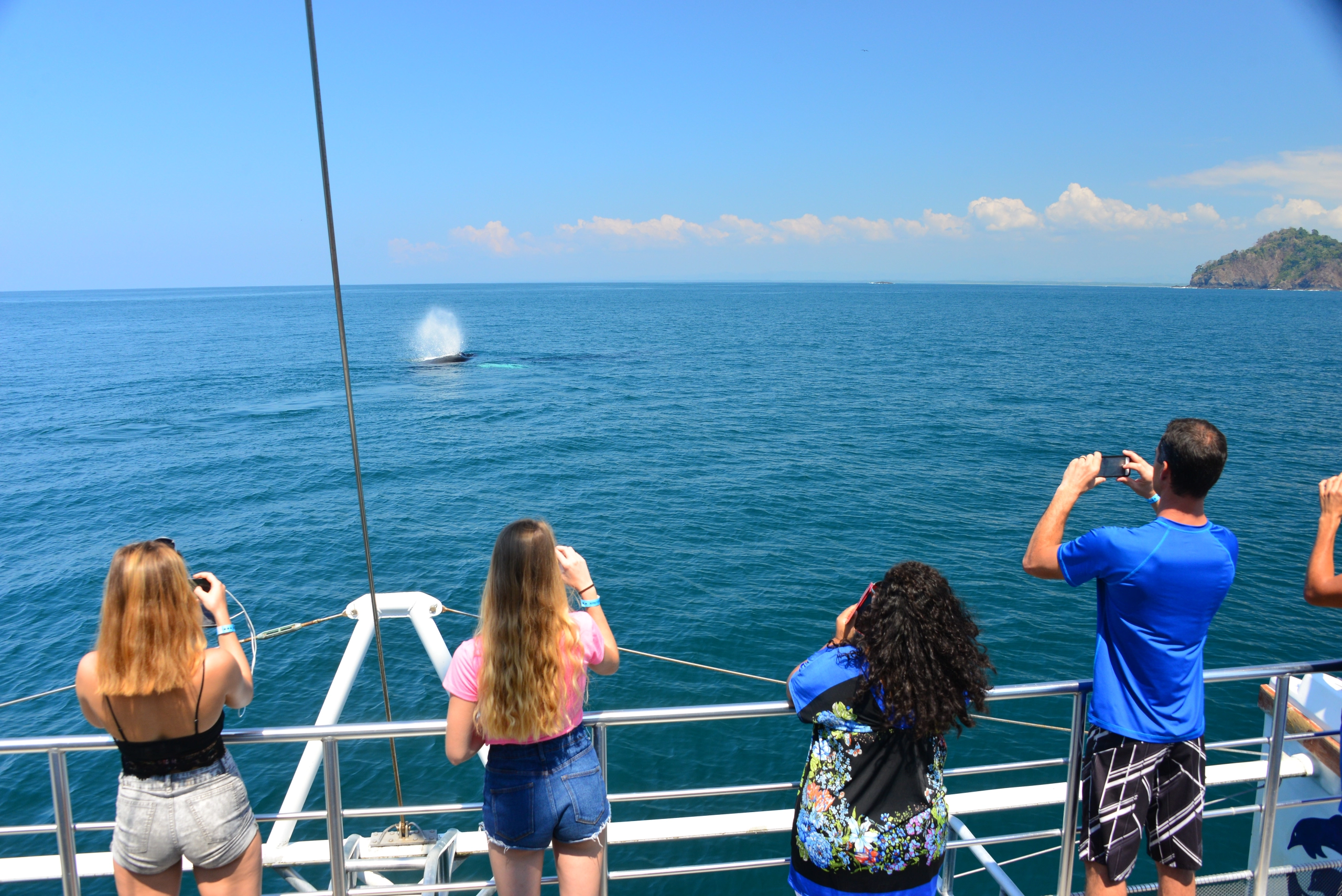 humpback whales costa rica - Bill Beard Costa Rica