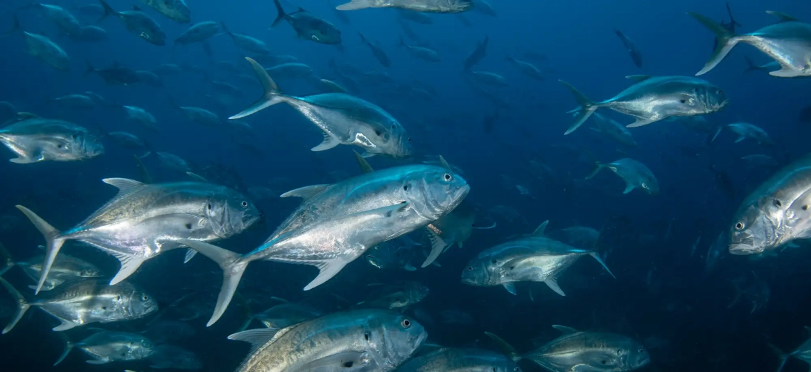 Cocos Island is a top choice for your diving adventure!