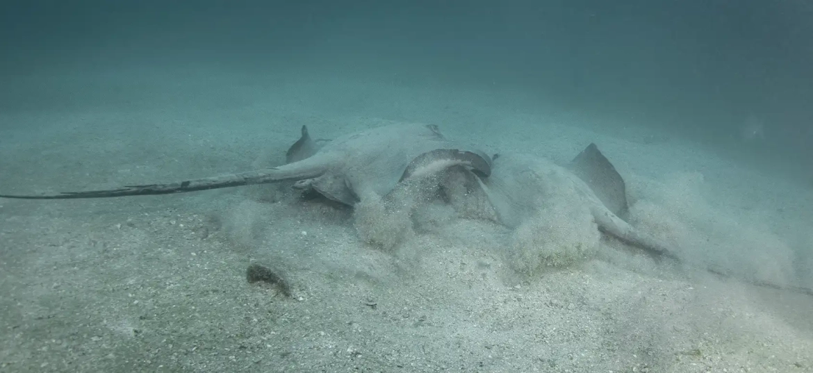 Rays are part of the marine spectacle of the Bat Islands!