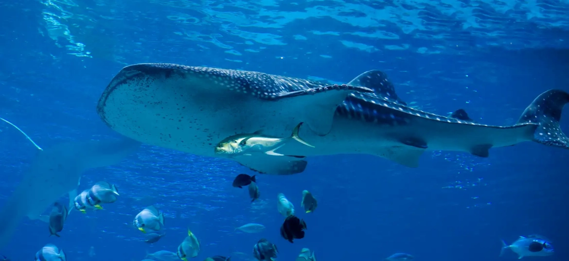 Marine species at Playa Ocotal may vary throughout the year!